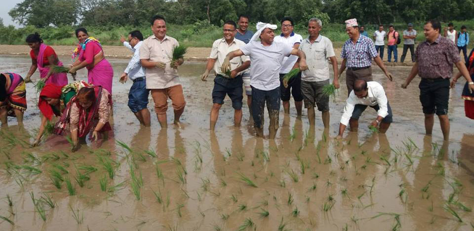 गृह जिल्लाको रोपाइँ महोत्सवमा झुम्दै कृषिमन्त्री खनाल (फोटोफिचर)